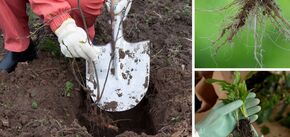 Jak ukorzenić sadzonki roślin: najskuteczniejsze sposoby