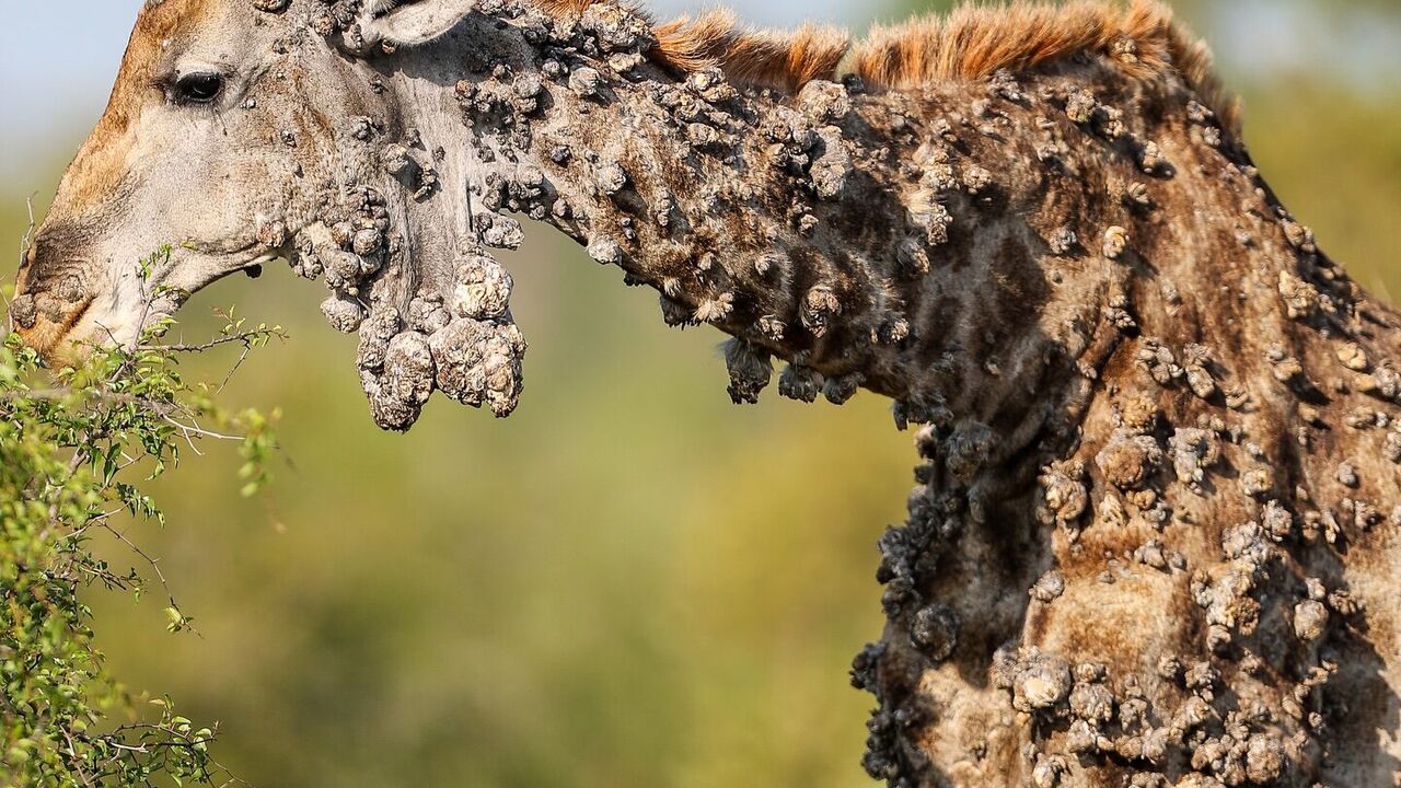 A giraffe with a rare disease was photographed in South Africa: the entire body of the animal is covered with growths