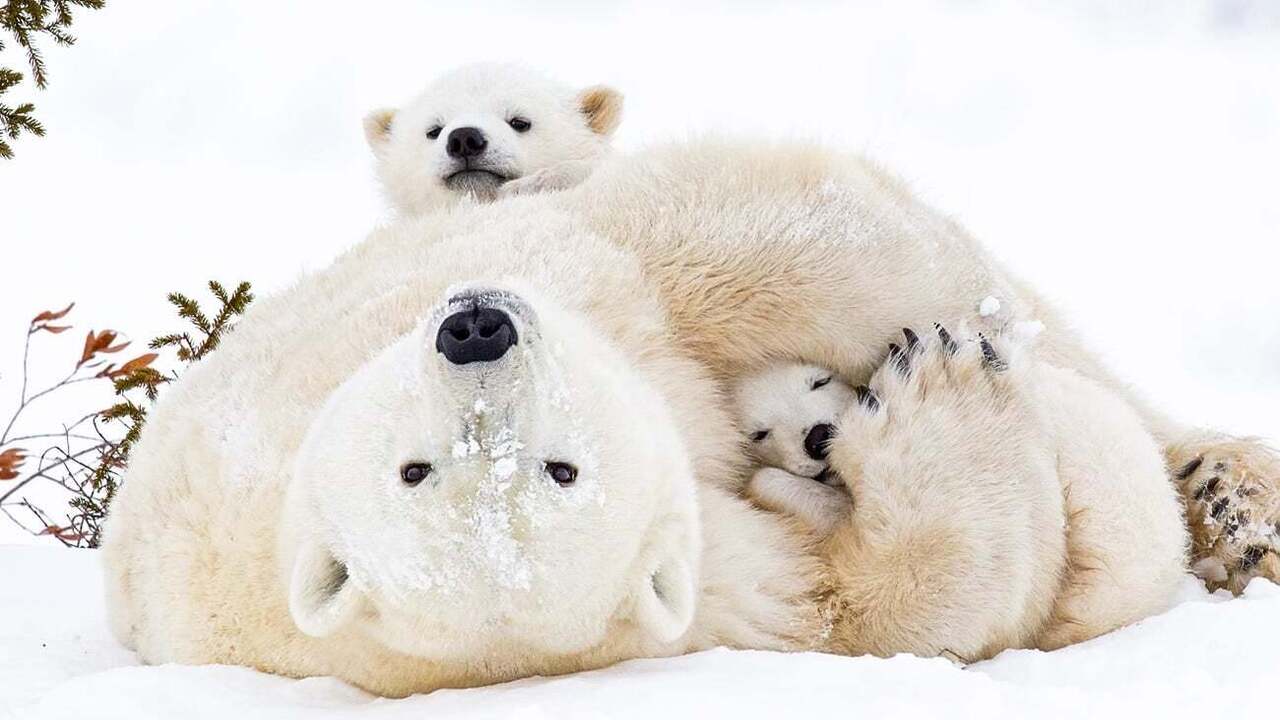 Zoologom udało się uchwycić młode niedźwiedzie polarne opuszczające swoją norę po raz pierwszy po 10 latach obserwacji