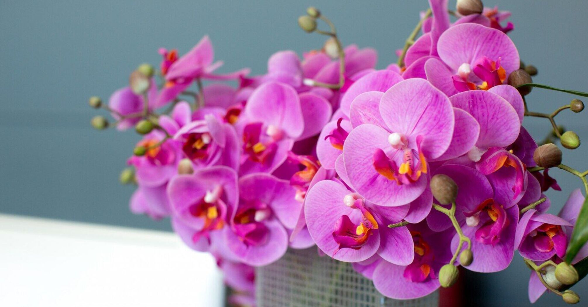 Gdzie umieścić orchideę, aby kwitła bujniej i częściej?