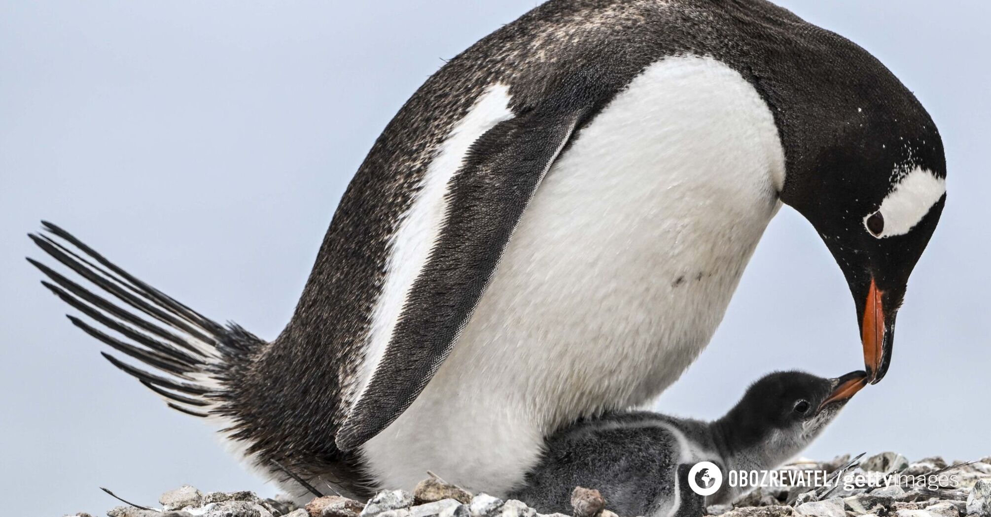 Chance of survival is very low: a unique family of penguins with three chicks was photographed near Vernadsky research base
