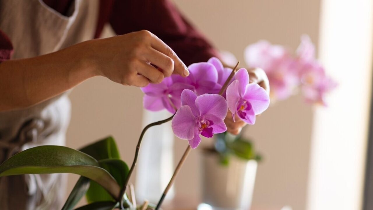 How to water orchids: the expert pointed out the main rules