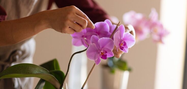 How to water orchids: the expert pointed out the main rules