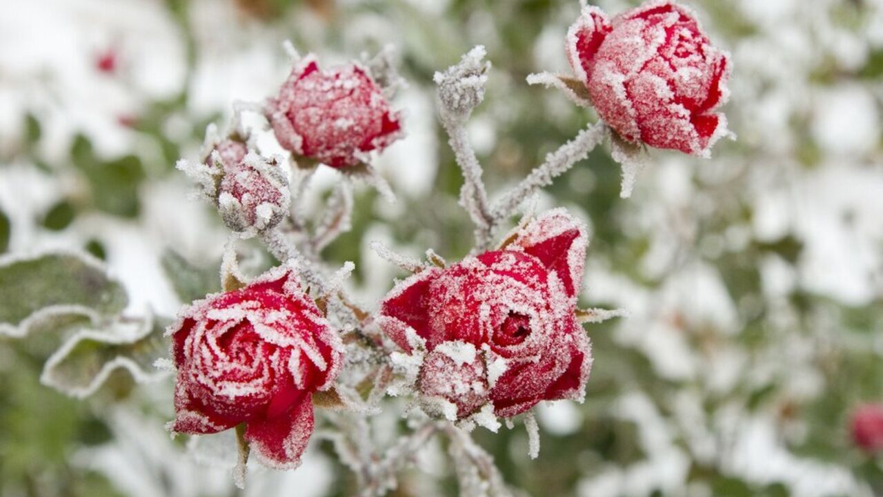 How to care for roses in winter: one important tip