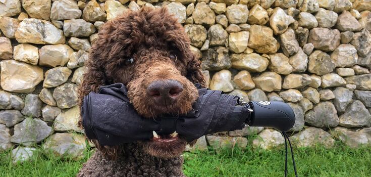 Why the poodle is not the easiest breed to train: all the secrets of its upbringing