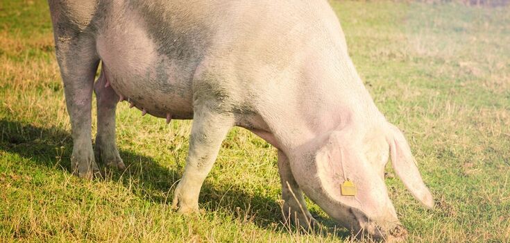 No eyes and cries like a baby: a mutant piglet was born in the Philippines