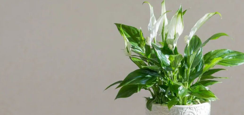 The best place in the house for the peace lily: it will bloom more often and more abundantly