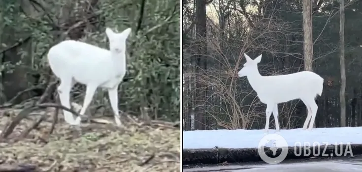Rare albino deer spotted in the US: this species is born once in 30,000 cases