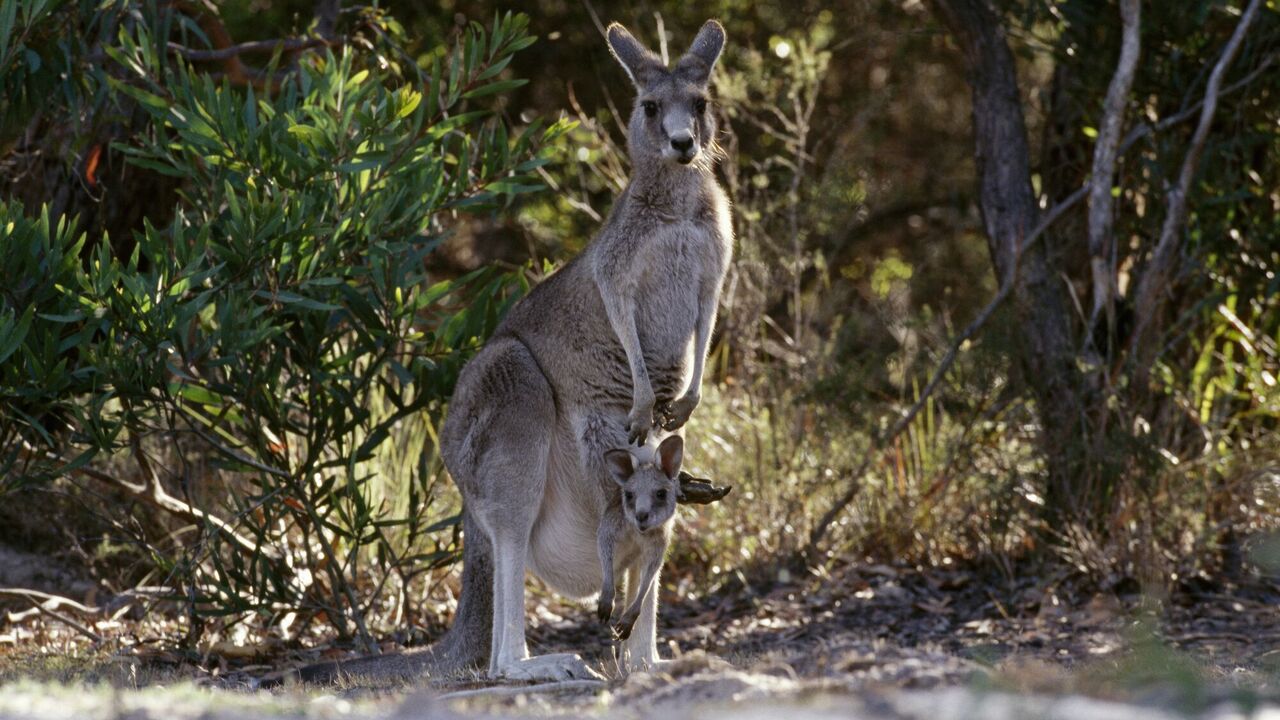 Australijscy naukowcy stworzyli pierwszy na świecie embrion kangura: dlaczego ma to znaczenie?