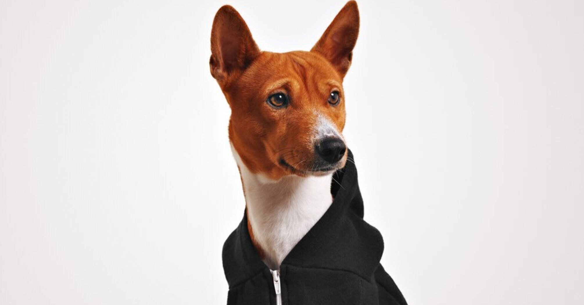 Vet names 5 things he would never do to his dog