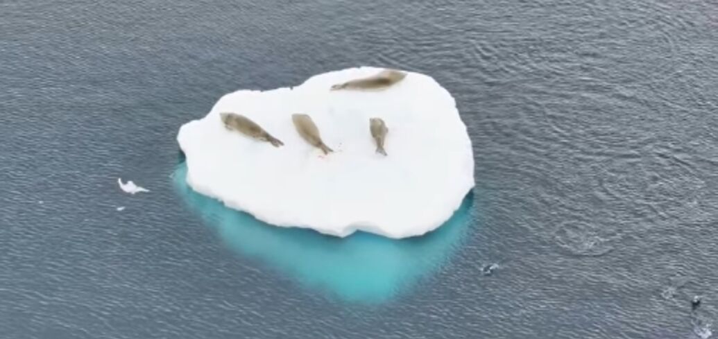 Seals relaxing and penguins hunting: an interesting picture was recorded near Vernadsky. Video