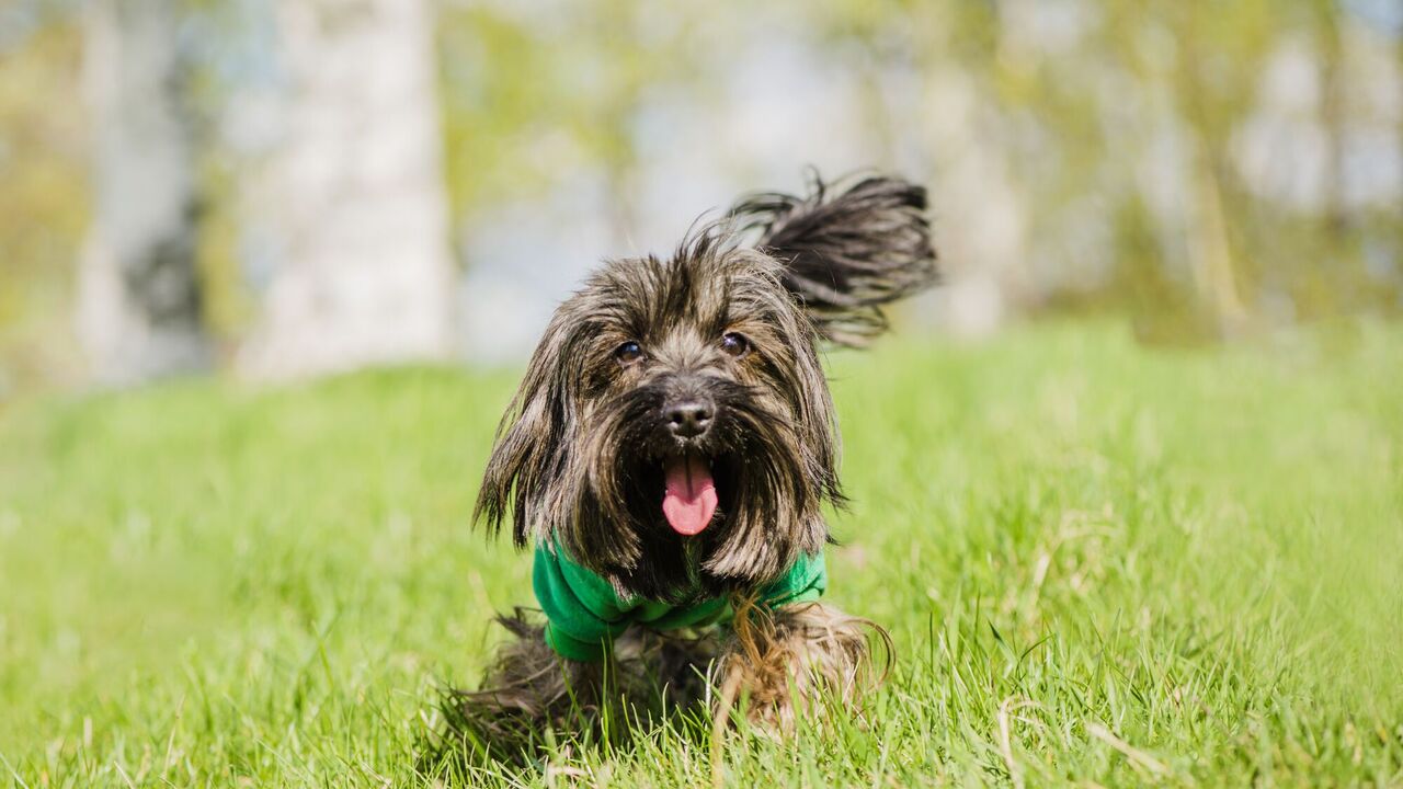 A dog handler disproves a well-known myth about dogs wagging their tails