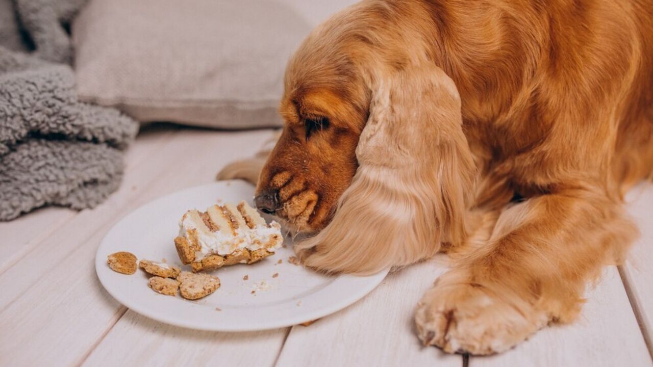 Top 6 toxic foods that dogs shouldn't consume