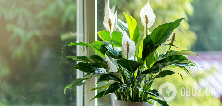 How to save a spathiphyllum whose leaves are turning brown: simple tips