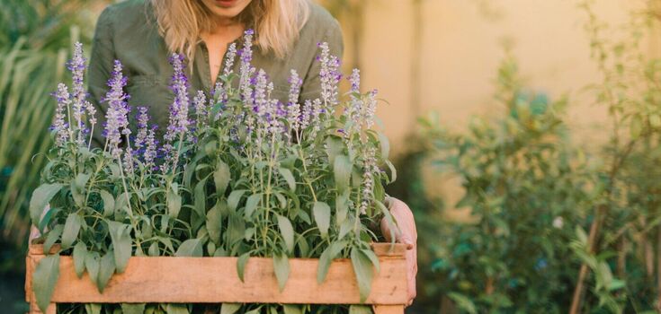The top 3 plants that will scare away rodents from your garden forever