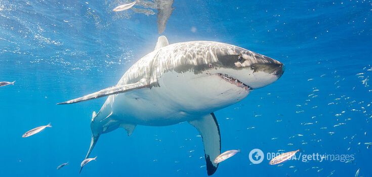 Great white sharks with giant brains are washing up en masse on Atlantic beaches: scientists in Canada and the United States sound the alarm