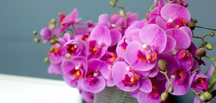 What to feed orchids with to make the flowers bigger: just one kitchen product will help