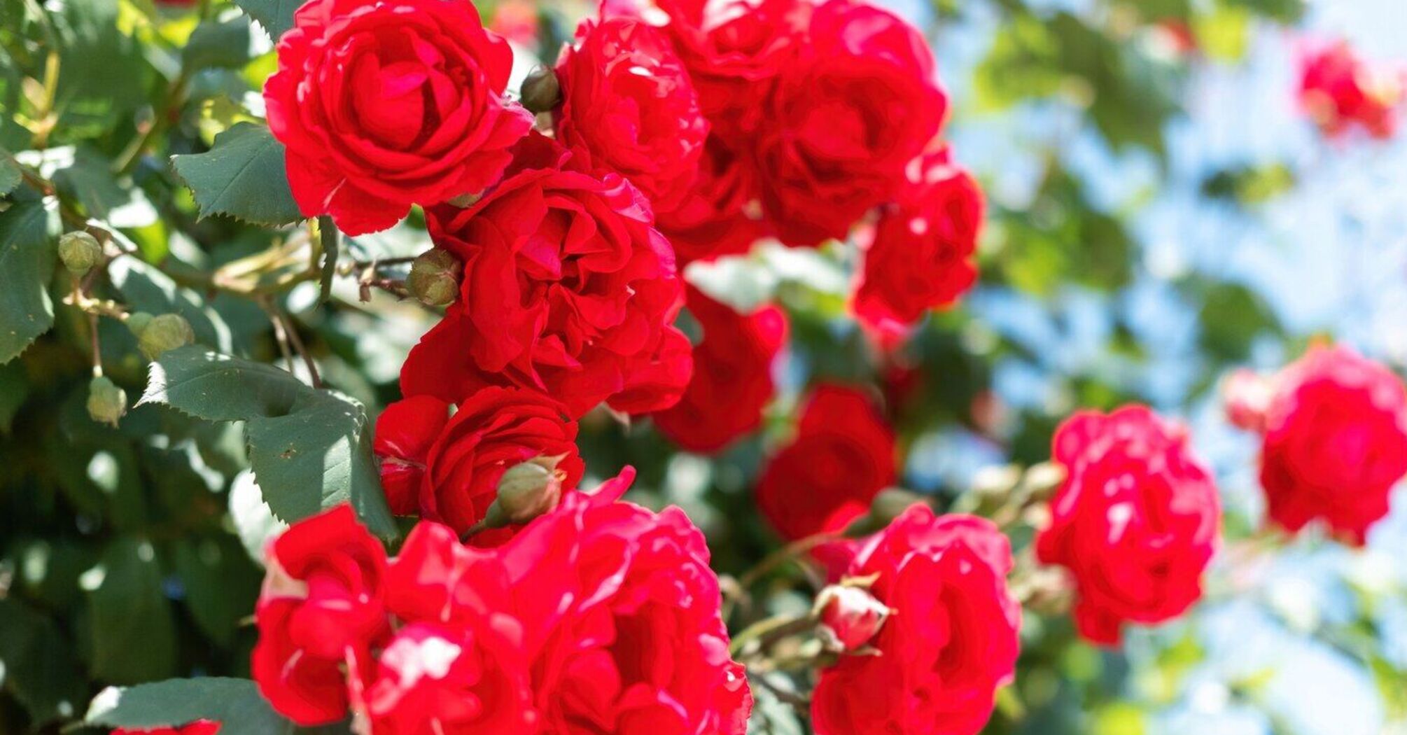 What you need to do with roses in February to make them bloom lush in spring