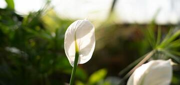 Rośnie dwa razy szybciej: kiedy przesadzić spathiphyllum