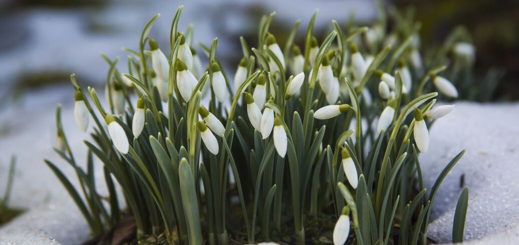 What holiday is celebrated on March 2 in Ukraine: everything about this day