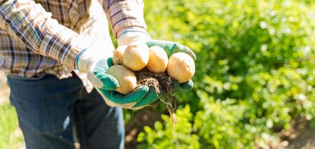 Co zrobić, jeśli sadzeniaki wykiełkują przed czasem: wyjaśnienie