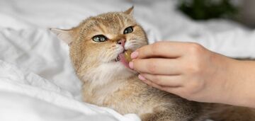 How to get your cat to swallow a pill: an ingenious trick