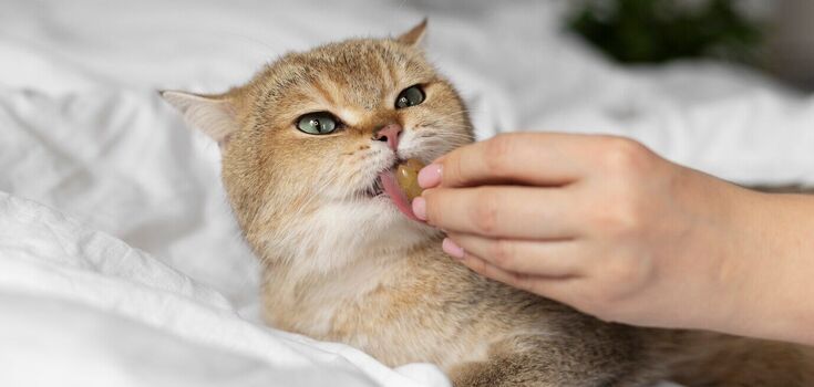 How to get your cat to swallow a pill: an ingenious trick