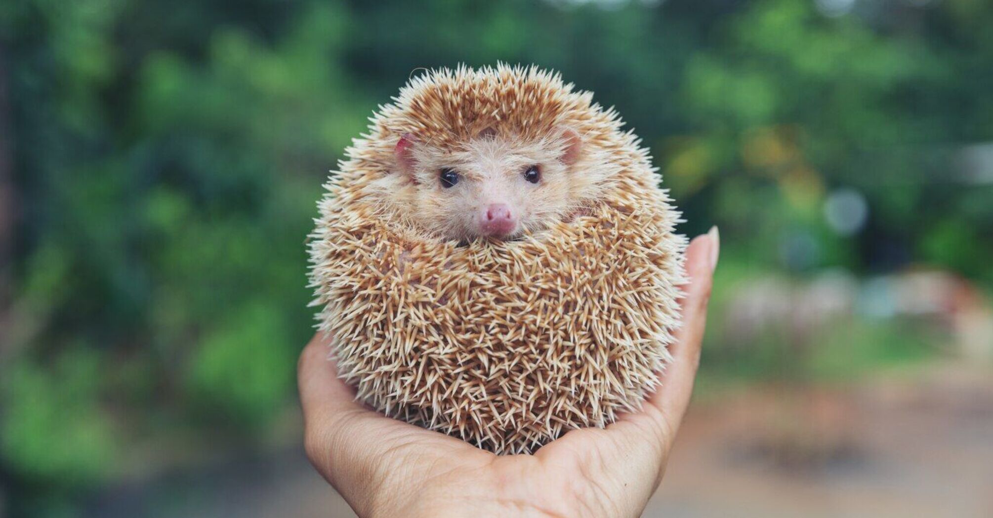 Do not wake the hedgehogs! Gardeners warned to be careful when working after winter