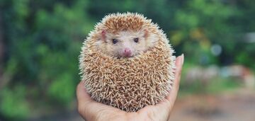 Do not wake the hedgehogs! Gardeners warned to be careful when working after winter