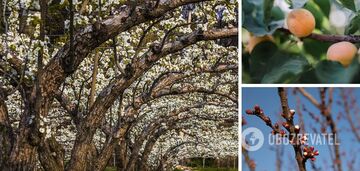 Co sadzić pod morelą, aby owoce nie były robaczywe