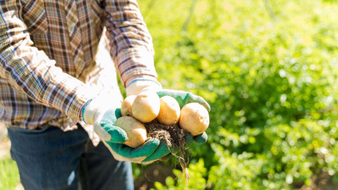 What to do if seed potatoes sprout ahead of time: explanation