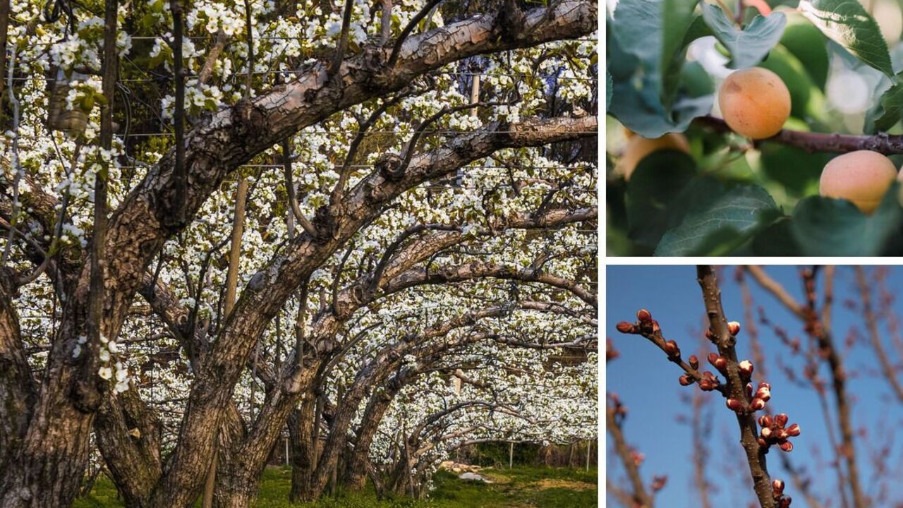 What to plant under an apricot so that the fruits are not wormy