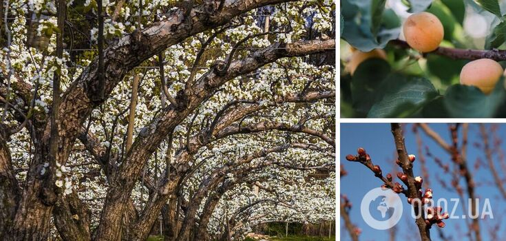 What to plant under an apricot so that the fruits are not wormy