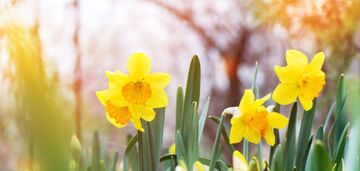 Jakie święto obchodzone jest 4 marca: wszystko o tym dniu