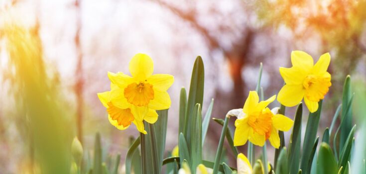 What holiday is celebrated on March 4: everything about this day