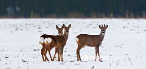 This is what freedom looks like: Ukrainian defenders capture roe deer with a heart-shaped pattern on their rumps