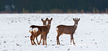 Tak wygląda wolność: Ukraińscy obrońcy łapią sarny z wzorem w kształcie serca na zadach
