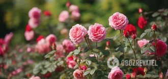 Kiedy przycinać róże, aby poprawić ich kwitnienie: wskazówki