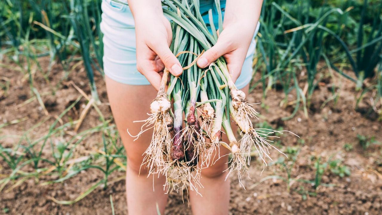 When to plant onions in spring: tips for a bountiful harvest