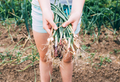 When to plant onions in spring: tips for a bountiful harvest