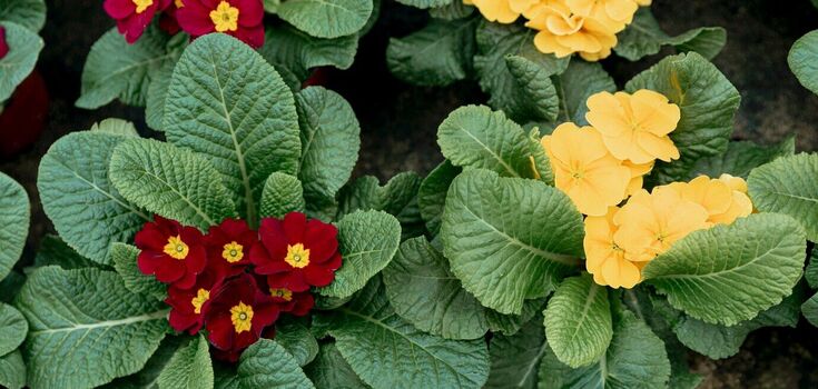 Bright and easy to care for: what flowers to plant in the garden now