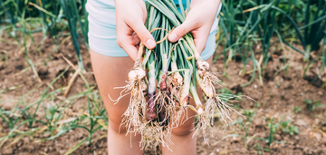 When to plant onions in spring: tips for a bountiful harvest