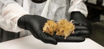 Pierwsze na świecie włochate myszy z DNA mamuta zostały stworzone w Stanach Zjednoczonych. Zdjęcie