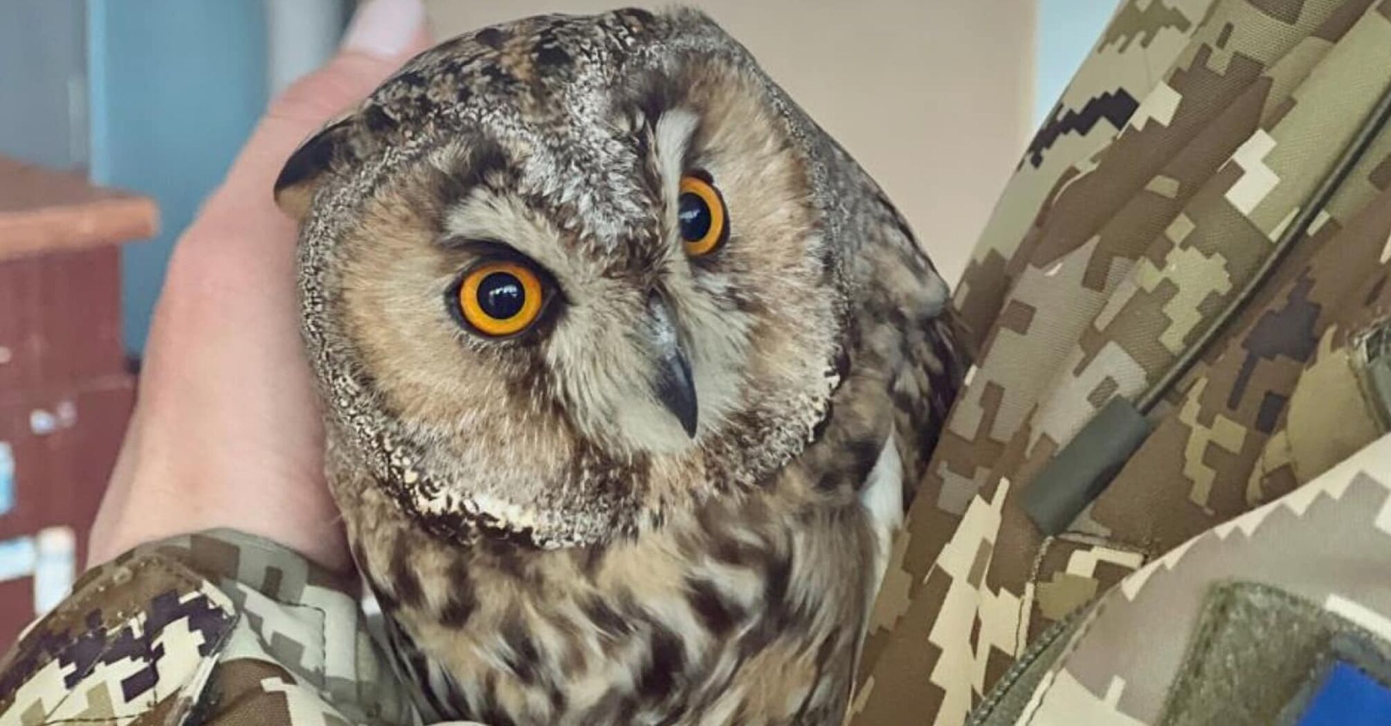 Camouflaged "scout" visits Ukrainian border guards: 10 interesting facts about owls that will amaze you