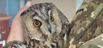 Camouflaged "scout" visits Ukrainian border guards: 10 interesting facts about owls that will amaze you