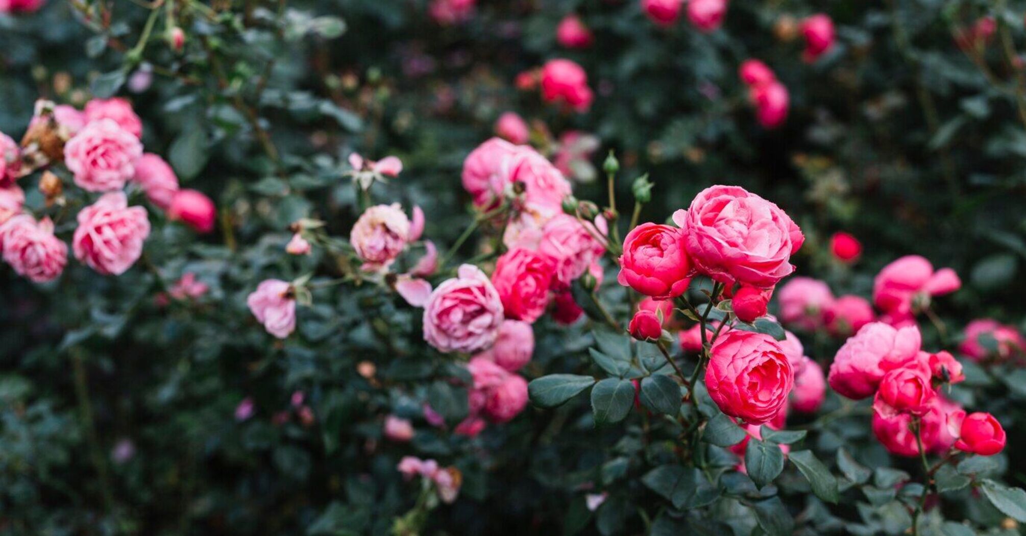 How to prune roses to make them bloom brightly: step-by-step instructions