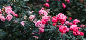 Jak przycinać róże, aby kwitły intensywnie: instrukcje krok po kroku