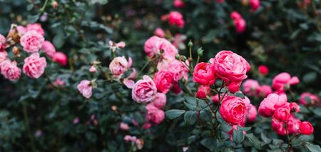 How to prune roses to make them bloom brightly: step-by-step instructions