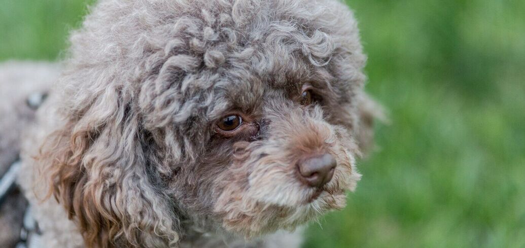 King Charles's curly dog Lagotto Romagnolo: why this breed is not for everyone