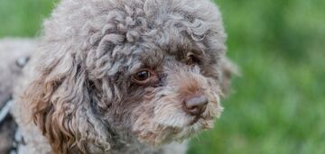 King Charles's curly dog Lagotto Romagnolo: why this breed is not for everyone